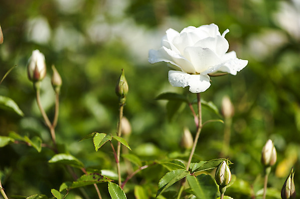 포토 JPG 주간 한송이 사람없음 야외 아웃포커스 장미 흰색 꽃봉오리 국내포토 자연요소 1 꽃 컬러 촬영기법 송이 파일형식
