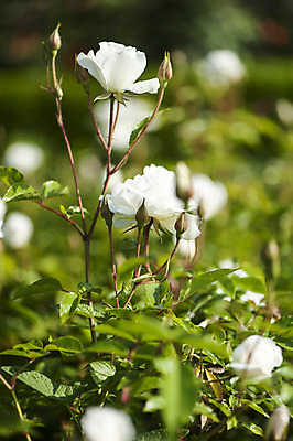 포토 JPG 주간 사람없음 야외 아웃포커스 장미 흰색 국내포토 자연요소 꽃 컬러 촬영기법 파일형식