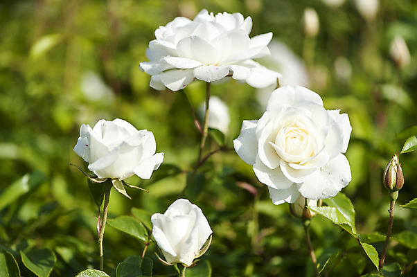 포토 JPG 주간 여러송이 사람없음 야외 아웃포커스 장미 흰색 국내포토 자연요소 꽃 컬러 다수 촬영기법 파일형식