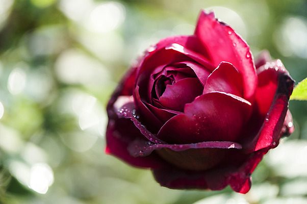 포토 JPG 주간 한송이 사람없음 야외 아웃포커스 빨간색 장미 국내포토 자연요소 1 꽃 컬러 촬영기법 송이 파일형식