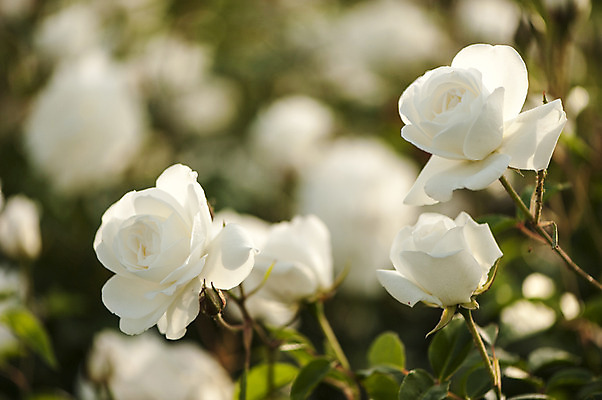 포토 JPG 주간 여러송이 사람없음 야외 아웃포커스 장미 흰색 국내포토 자연요소 꽃 컬러 다수 촬영기법 파일형식