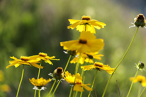 포토 JPG 주간 꽃 여러송이 사람없음 야외 아웃포커스 노란색 호수공원 국내포토 자연요소 식물 공원 컬러 다수 촬영기법 파일형식