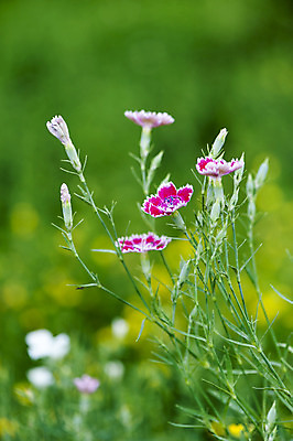 포토 JPG 주간 꽃 분홍색 여러송이 사람없음 야외 아웃포커스 꽃봉오리 호수공원 국내포토 자연요소 식물 공원 컬러 다수 촬영기법 파일형식
