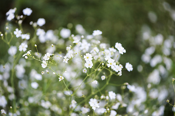 포토 JPG 주간 여러송이 사람없음 야외 아웃포커스 흰색 안개꽃 호수공원 국내포토 자연요소 공원 꽃 컬러 다수 촬영기법 한해살이풀 파일형식