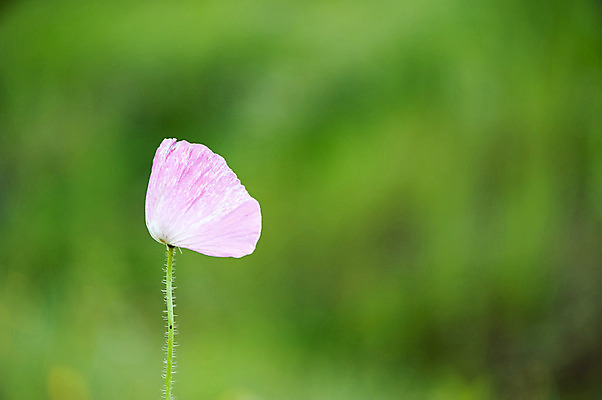 포토 JPG 주간 꽃 분홍색 한송이 사람없음 야외 아웃포커스 호수공원 국내포토 자연요소 식물 1 공원 컬러 촬영기법 송이 파일형식