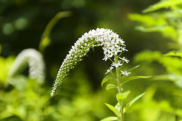 포토 JPG 주간 꽃 여러송이 사람없음 야외 아웃포커스 흰색 개화 꽃봉오리 수목원 국내포토 자연요소 식물 컬러 다수 촬영기법 파일형식