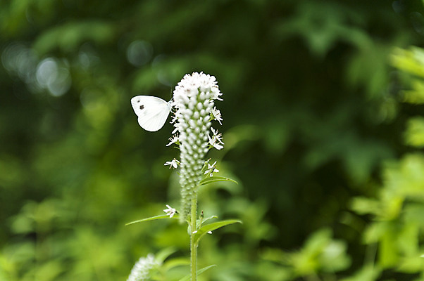 포토 JPG 주간 한마리 꽃 나비 사람없음 야외 아웃포커스 흰색 수목원 국내포토 자연요소 식물 1 컬러 곤충 촬영기법 파일형식