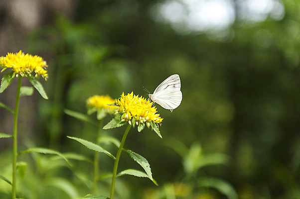 포토 JPG 주간 한마리 꽃 나비 사람없음 야외 아웃포커스 노란색 흰색 수목원 국내포토 자연요소 식물 1 컬러 곤충 촬영기법 파일형식