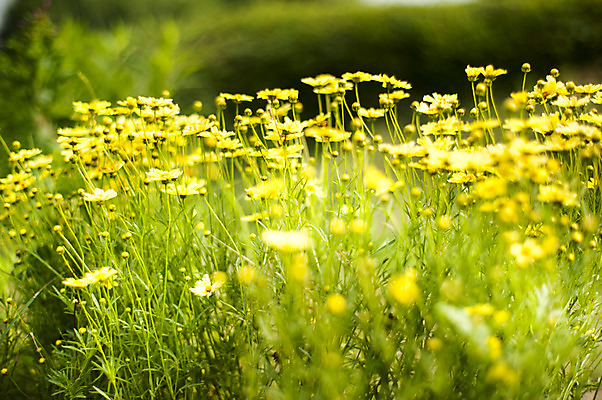 포토 JPG 주간 꽃 여러송이 사람없음 야외 노란색 호수공원 국내포토 자연요소 식물 공원 컬러 다수 파일형식