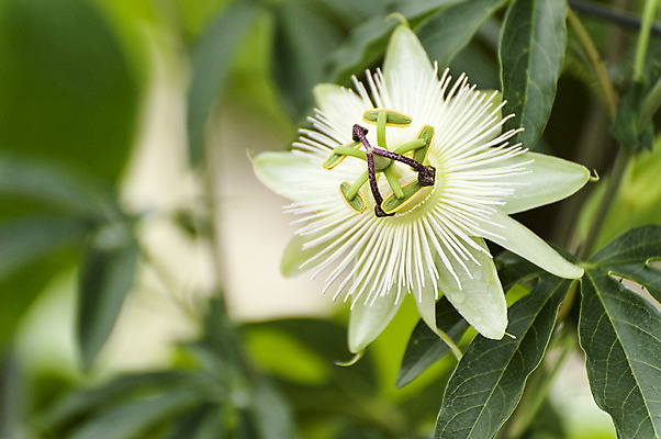 포토 JPG 주간 꽃 잎 한송이 사람없음 야외 아웃포커스 흰색 꽃술_꽃 호수공원 국내포토 자연요소 식물 1 공원 컬러 촬영기법 송이 파일형식