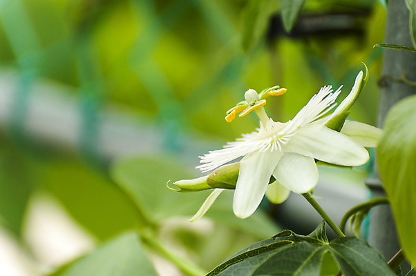 포토 JPG 주간 꽃 한송이 사람없음 야외 아웃포커스 흰색 호수공원 국내포토 자연요소 식물 1 공원 컬러 촬영기법 송이 파일형식