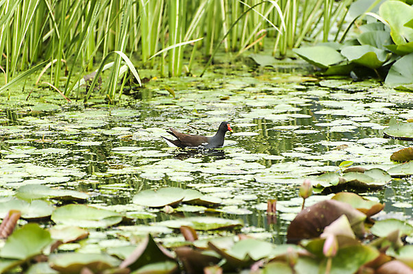포토 JPG 주간 한마리 호수 사람없음 야외 연잎 청둥오리 호수공원 국내포토 자연요소 1 공원 잎 오리 파일형식