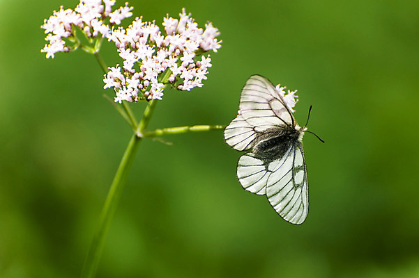 포토 JPG 주간 한마리 꽃 여러송이 나비 사람없음 야외 아웃포커스 흰색 국내포토 자연요소 식물 1 컬러 다수 곤충 촬영기법 파일형식