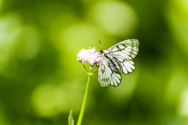 포토 JPG 주간 한마리 꽃 나비 사람없음 야외 아웃포커스 흰색 국내포토 자연요소 식물 1 컬러 곤충 촬영기법 파일형식