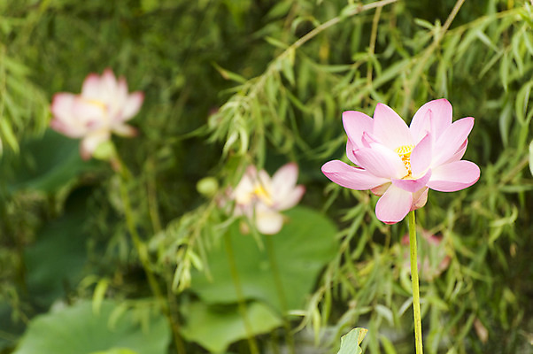 포토 JPG 주간 분홍색 연꽃 사람없음 야외 아웃포커스 호수공원 국내포토 자연요소 공원 꽃 컬러 촬영기법 파일형식