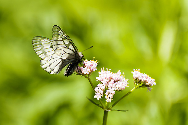 포토 JPG 주간 한마리 꽃 나비 사람없음 야외 아웃포커스 흰색 국내포토 자연요소 식물 1 컬러 곤충 촬영기법 파일형식