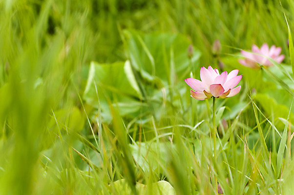 포토 JPG 주간 분홍색 연꽃 사람없음 야외 풀 호수공원 국내포토 자연요소 식물 공원 꽃 컬러 파일형식