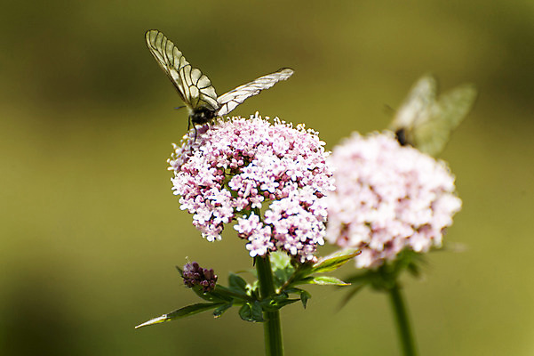 포토 JPG 주간 한마리 꽃 분홍색 나비 사람없음 야외 아웃포커스 흰색 국내포토 자연요소 식물 1 컬러 곤충 촬영기법 파일형식