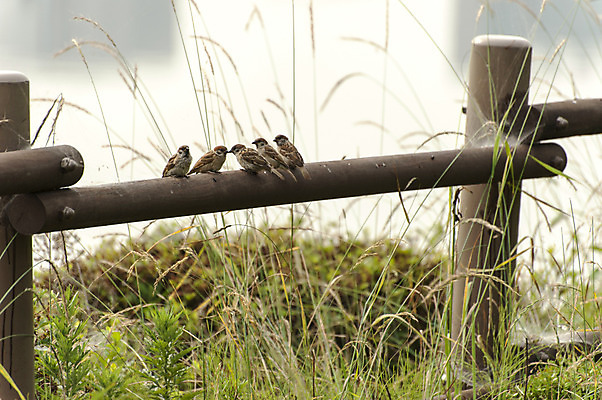 포토 JPG 주간 여러마리 한국 사람없음 야외 울타리 풀 참새 호수공원 국내포토 자연요소 식물 공원 아시아 다수 조류 담장 파일형식