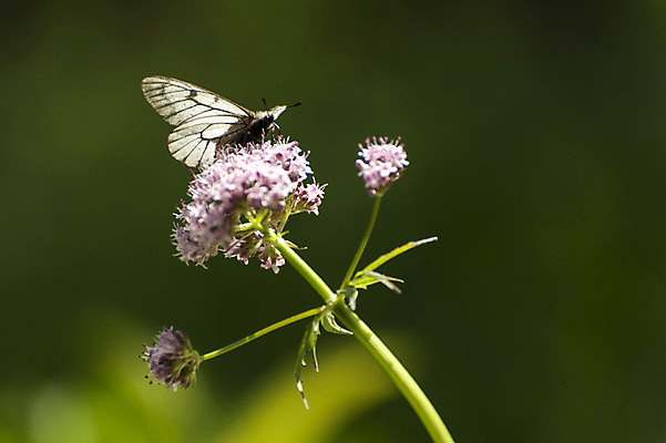 포토 JPG 주간 한마리 꽃 분홍색 나비 사람없음 야외 아웃포커스 흰색 국내포토 자연요소 식물 1 컬러 곤충 촬영기법 파일형식