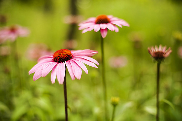 포토 JPG 주간 꽃 분홍색 사람없음 야외 아웃포커스 호수공원 국내포토 자연요소 식물 공원 컬러 촬영기법 파일형식