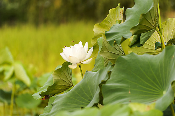 포토 JPG 주간 한송이 연꽃 사람없음 야외 흰색 연잎 호수공원 국내포토 자연요소 1 공원 꽃 컬러 잎 송이 파일형식