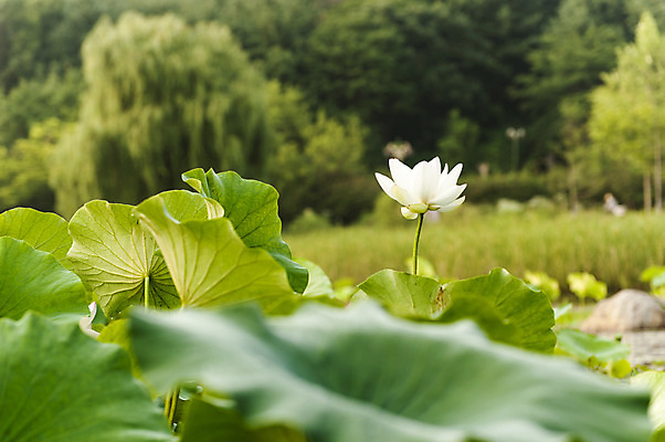 포토 JPG 주간 한송이 연꽃 사람없음 야외 흰색 연잎 호수공원 국내포토 자연요소 1 공원 꽃 컬러 잎 송이 파일형식