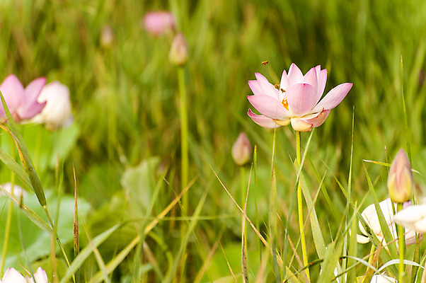 포토 JPG 주간 분홍색 연꽃 사람없음 야외 풀 호수공원 국내포토 자연요소 식물 공원 꽃 컬러 파일형식