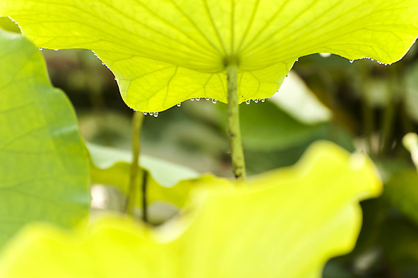포토 JPG 주간 사람없음 야외 아웃포커스 물방울 이슬 빗방울 연잎 호수공원 국내포토 자연요소 공원 잎 촬영기법 비_날씨 파일형식
