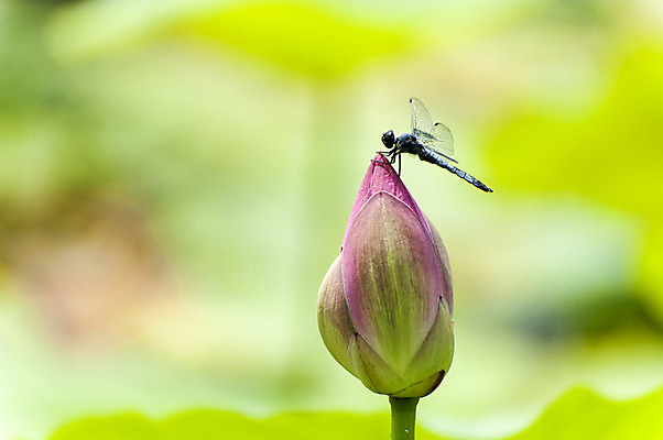 포토 JPG 주간 한마리 꽃 한송이 사람없음 야외 아웃포커스 잠자리 꽃봉오리 국내포토 자연요소 식물 1 곤충 촬영기법 송이 파일형식