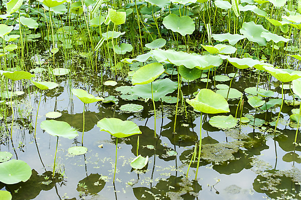 포토 JPG 주간 호수 사람없음 야외 초록색 연두색 반사 연못 연잎 국내포토 자연요소 컬러 잎 파일형식