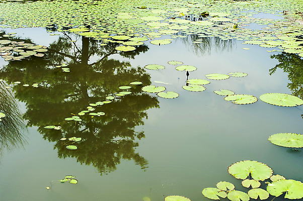포토 JPG 주간 호수 사람없음 야외 반사 연못 연잎 국내포토 자연요소 잎 파일형식