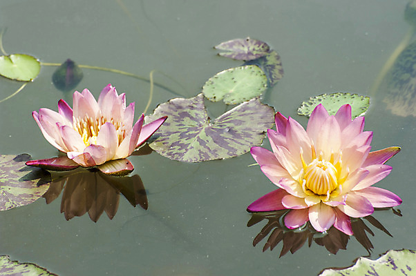 포토 JPG 주간 호수 분홍색 연꽃 사람없음 야외 연못 두송이 연잎 국내포토 자연요소 꽃 컬러 잎 2 파일형식