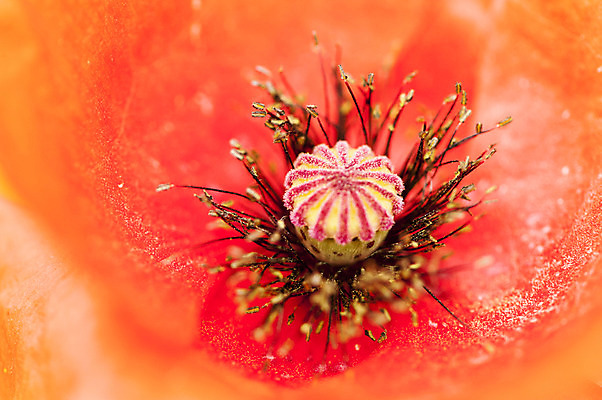 포토 JPG 주간 꽃 한송이 근접촬영 사람없음 야외 빨간색 꽃술_꽃 국내포토 자연요소 식물 1 뷰포인트 컬러 송이 파일형식