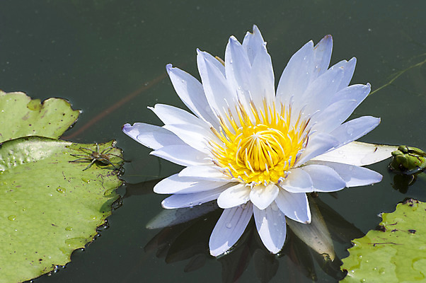 포토 JPG 주간 호수 한송이 연꽃 사람없음 야외 흰색 꽃술_꽃 연못 연잎 국내포토 자연요소 1 꽃 컬러 잎 송이 파일형식