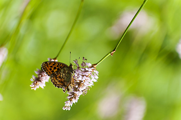 포토 JPG 주간 식물 한마리 꽃 나비 사람없음 야외 아웃포커스 만항재 국내포토 자연요소 1 곤충 촬영기법 강원도 정선 파일형식