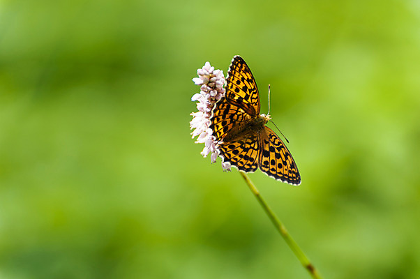 포토 JPG 주간 식물 한마리 꽃 나비 사람없음 야외 아웃포커스 만항재 국내포토 자연요소 1 곤충 촬영기법 강원도 정선 파일형식