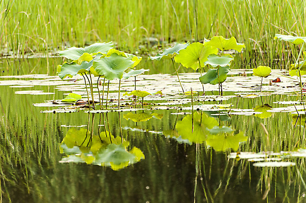 포토 JPG 주간 호수 사람없음 야외 반사 연잎 호수공원 국내포토 자연요소 공원 잎 파일형식