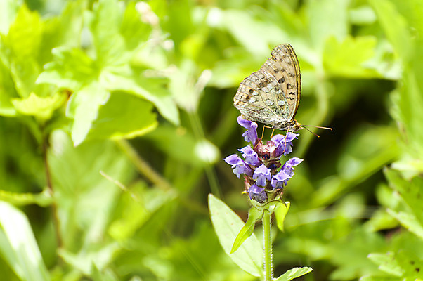 포토 JPG 주간 한마리 꽃 나비 사람없음 야외 아웃포커스 보라색 만항재 국내포토 자연요소 식물 1 컬러 곤충 촬영기법 강원도 정선 파일형식