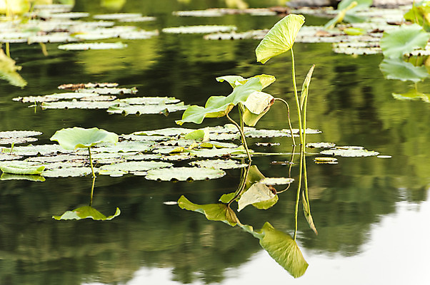 포토 JPG 주간 호수 사람없음 야외 반사 연잎 호수공원 국내포토 자연요소 공원 잎 파일형식