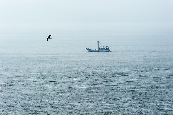 포토 JPG 주간 한마리 바다 갈매기 한국 풍경 사람없음 야외 한척 어선 황청포구 국내포토 자연요소 1 아시아 배_교통 조류 인천 파일형식