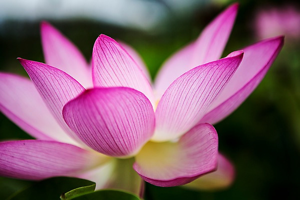 포토 JPG 주간 분홍색 한송이 한국 연꽃 근접촬영 사람없음 야외 시흥 관곡지 국내포토 자연요소 1 꽃 아시아 뷰포인트 컬러 송이 경기도 파일형식