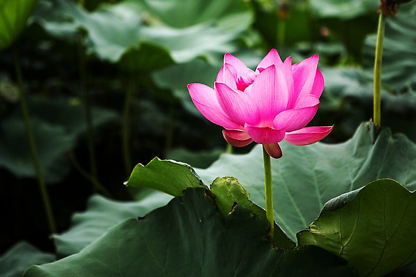 포토 JPG 주간 분홍색 한송이 한국 연꽃 사람없음 야외 연잎 시흥 관곡지 국내포토 자연요소 1 꽃 아시아 컬러 잎 송이 경기도 파일형식