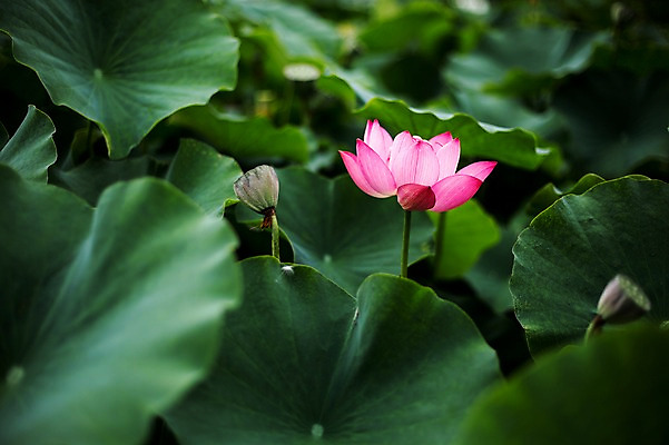 포토 JPG 주간 분홍색 한송이 한국 연꽃 사람없음 야외 연잎 시흥 관곡지 국내포토 자연요소 1 꽃 아시아 컬러 잎 송이 경기도 파일형식
