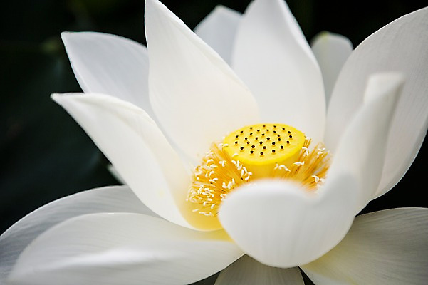 포토 JPG 주간 한송이 한국 연꽃 근접촬영 사람없음 야외 흰색 꽃술_꽃 시흥 관곡지 국내포토 자연요소 1 꽃 아시아 뷰포인트 컬러 송이 경기도 파일형식