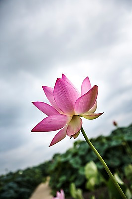 포토 JPG 주간 분홍색 한송이 한국 연꽃 사람없음 야외 아웃포커스 시흥 관곡지 국내포토 자연요소 1 꽃 아시아 컬러 촬영기법 송이 경기도 파일형식