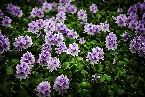 포토 JPG 주간 식물 여러송이 한국 사람없음 야외 보라색 부레옥잠 시흥 관곡지 국내포토 자연요소 아시아 컬러 다수 경기도 파일형식