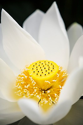 포토 JPG 주간 한송이 한국 연꽃 근접촬영 사람없음 야외 흰색 꽃술_꽃 시흥 관곡지 국내포토 자연요소 1 꽃 아시아 뷰포인트 컬러 송이 경기도 파일형식