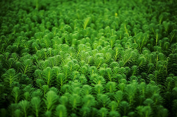 포토 JPG 주간 식물 잎 한국 사람없음 야외 초록색 시흥 관곡지 국내포토 자연요소 아시아 컬러 경기도 파일형식
