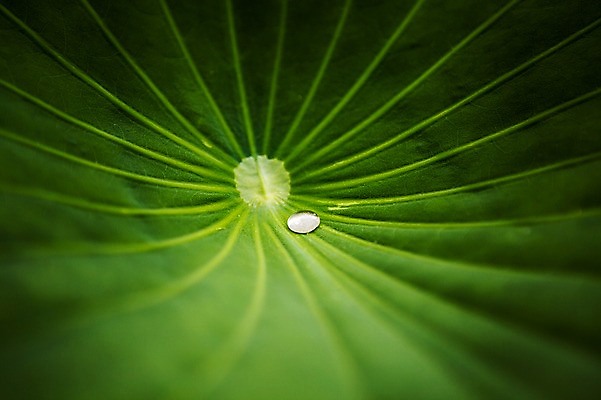 포토 JPG 주간 한국 근접촬영 사람없음 야외 물방울 이슬 연잎 시흥 관곡지 국내포토 자연요소 아시아 뷰포인트 잎 경기도 파일형식